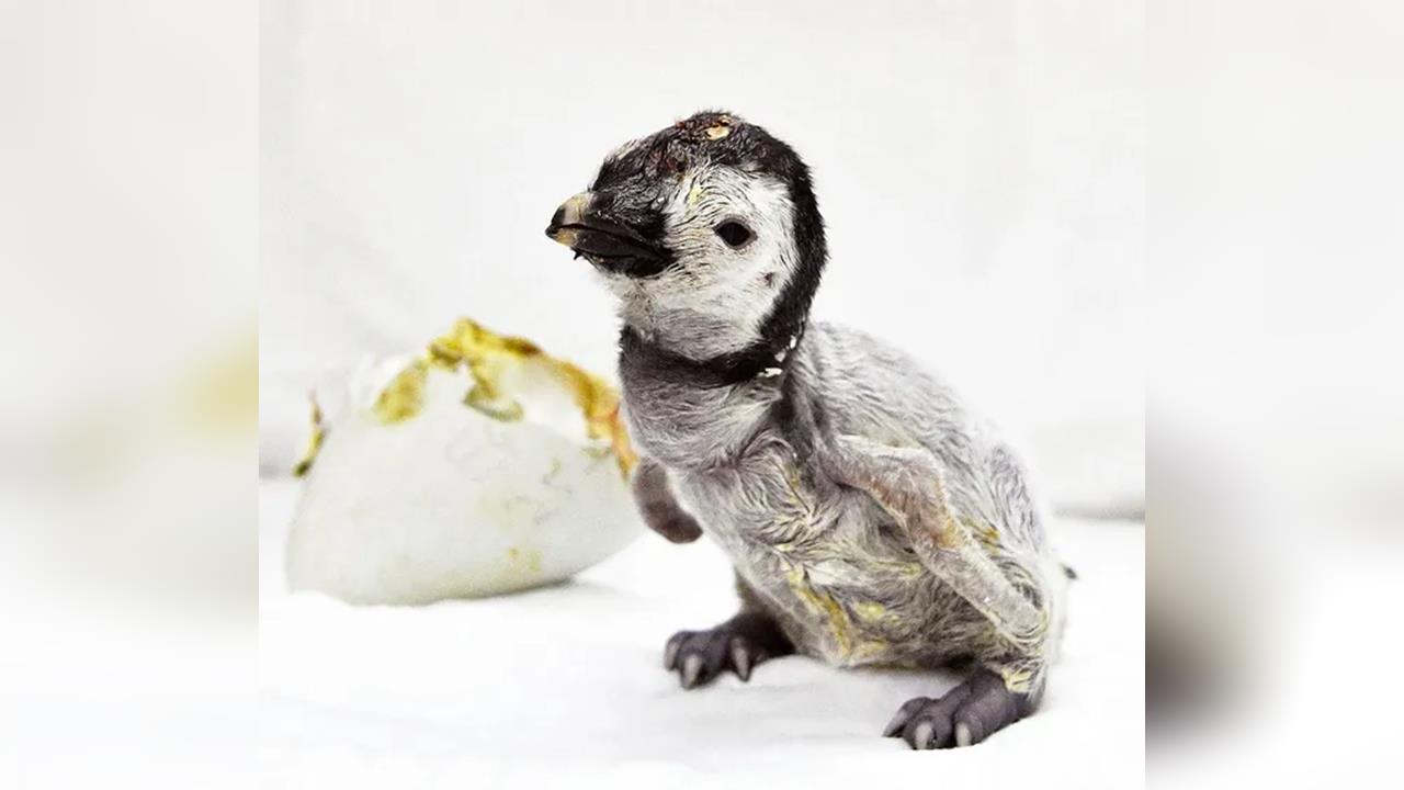 喜迎新生命！日帝王企鵝寶寶亮相　防「印痕行為」飼養員戴面具、手套