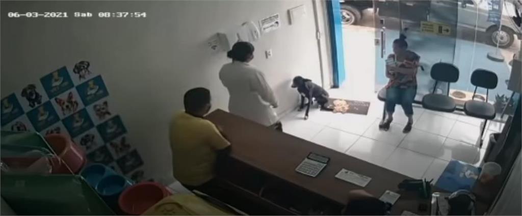 小黑狗受傷自己走進動物醫院求救  主動抬腳：我好痛