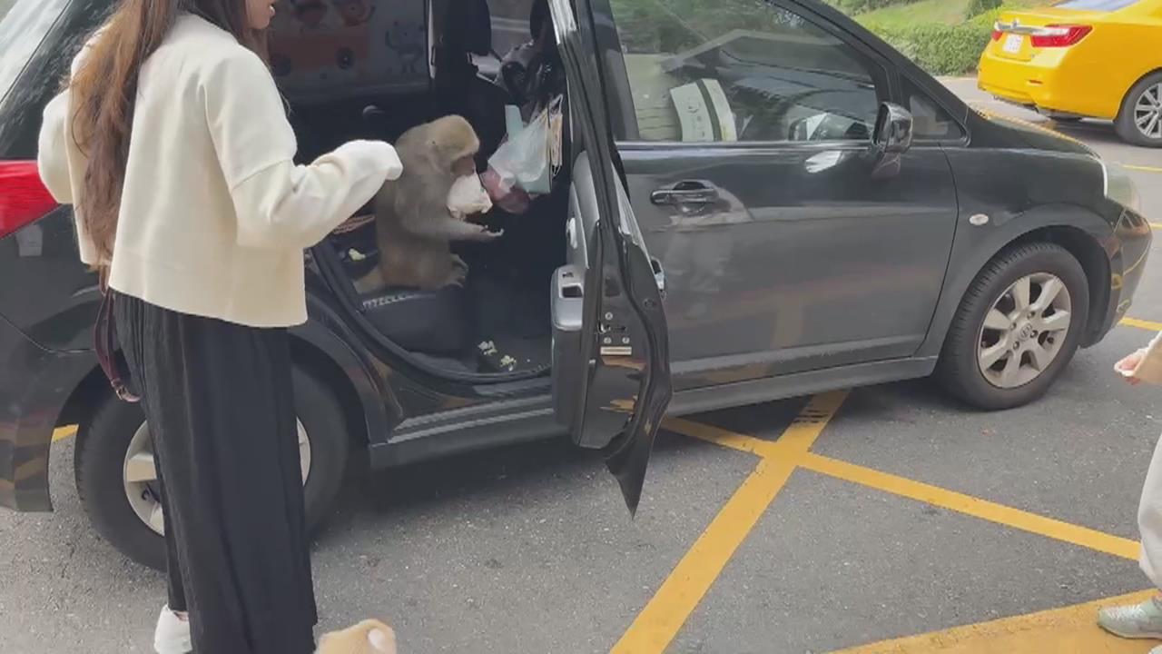 壽山動物園「獼猴大鬧」！　行搶嬰兒車、奶瓶遊客困擾