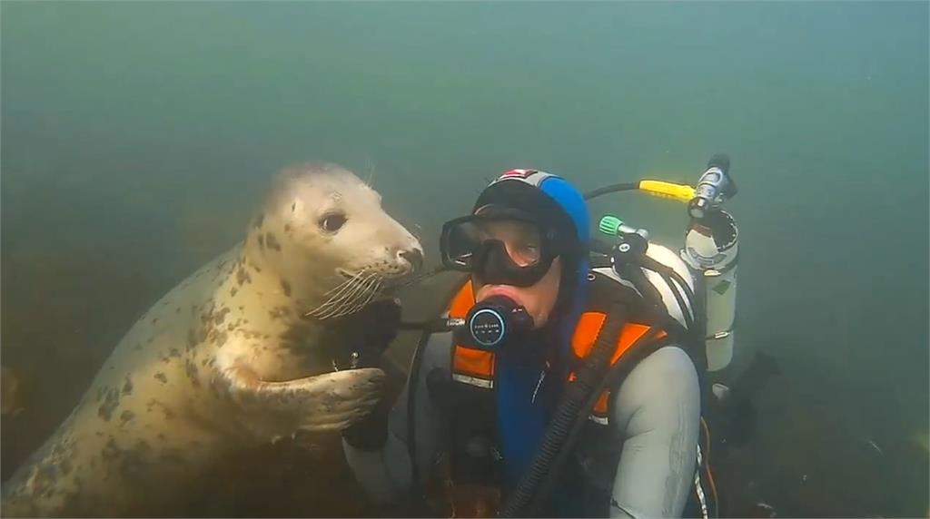 在海裡的狗！潛水員與海豹甜蜜邂逅　「翻肚討摸」模樣萌翻網