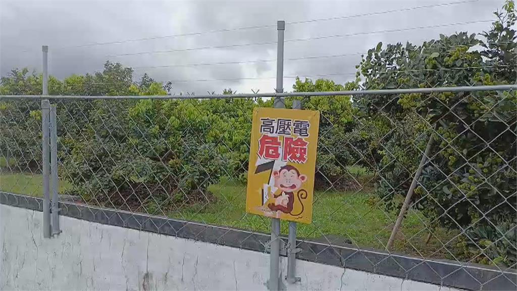 "電網"防猴害! 高雄市果園試辦曝防治效果近100%