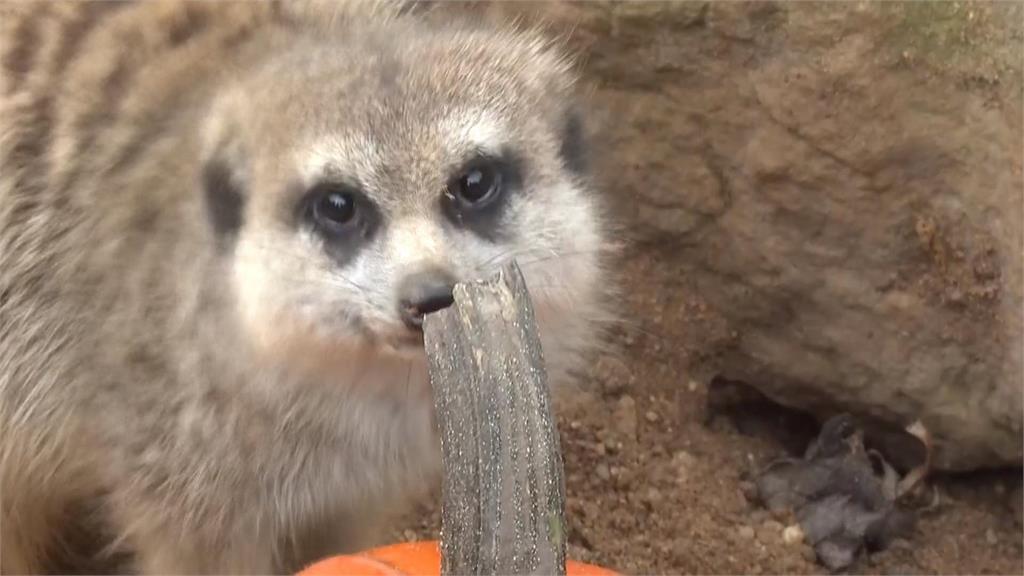 捷克布拉格動物園端南瓜大餐　和動物一起歡度萬聖節