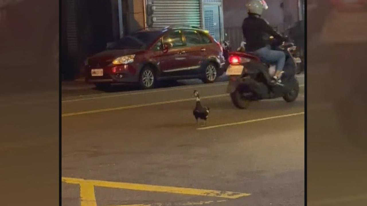 鴨子逛大街險遭撞！熱心民眾合力圍捕　網友歪樓：今晚加菜！