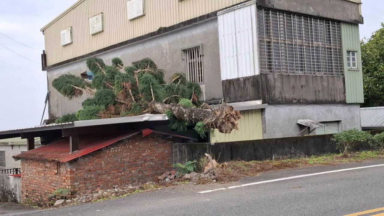 東北季風發威！颳8級陣風　頭城路樹倒砸民宅幸無人傷