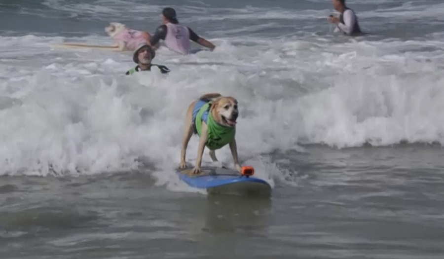 美國舉辦狗狗衝浪賽 40隻毛小孩萌翻加州海灘