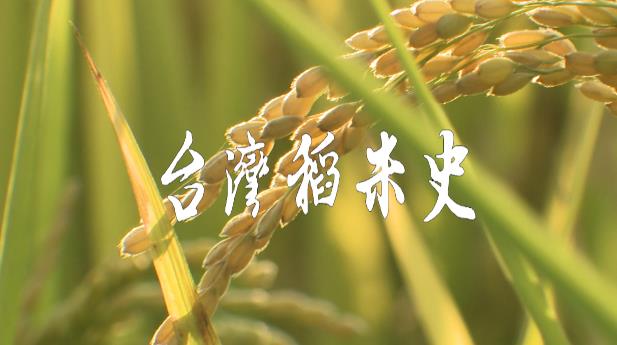 從「番薯籤飯」到「蓬萊米」——台灣人舌尖上的時代變遷