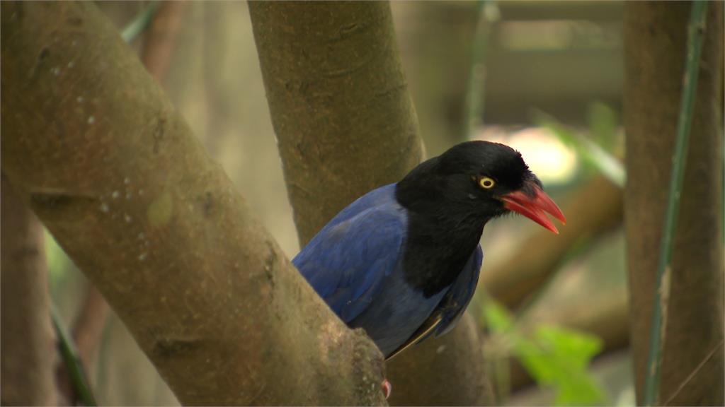 繁殖期小心藍鵲巴頭 台北市立動物園圍起遊客封鎖線