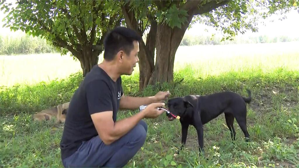 持BB槍射狗  小心狗主人提告