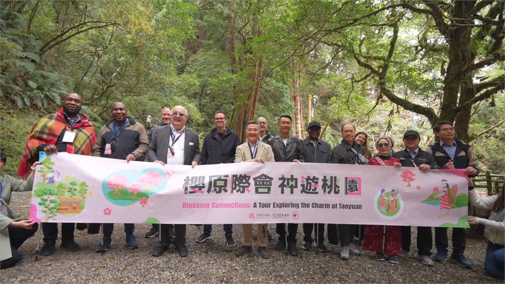 力拚城市外交！　桃園日邀駐台使節賞櫻花、看神木