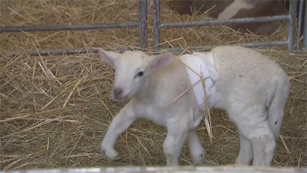 這隻小綿羊很不一樣　一出生「6隻腳」嚇壞牧場夫婦