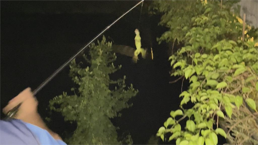 屏東縣府積極抓捕　綠鬣蜥大量出沒屏東市區　嚇壞目睹民眾