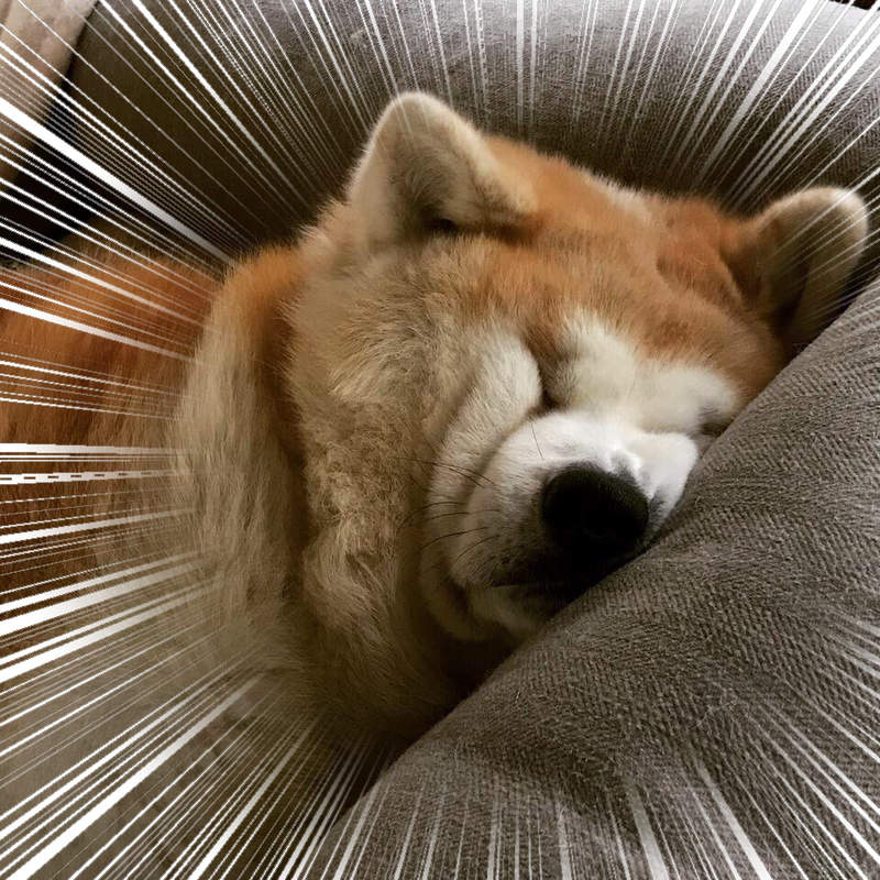 《秋田犬的奇蹟睡顏》擠到眼睛完全變形，這樣睡起來有比較舒服嗎？ww