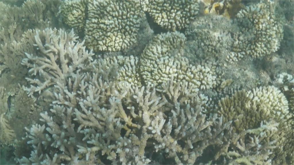 2009年到2018年　全球有14%珊瑚礁因暖化死亡