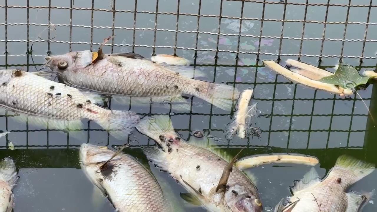 高溫缺氧！羅東水池魚群翻肚暴斃 蒼蠅亂飛、惡臭難聞 居民受不了