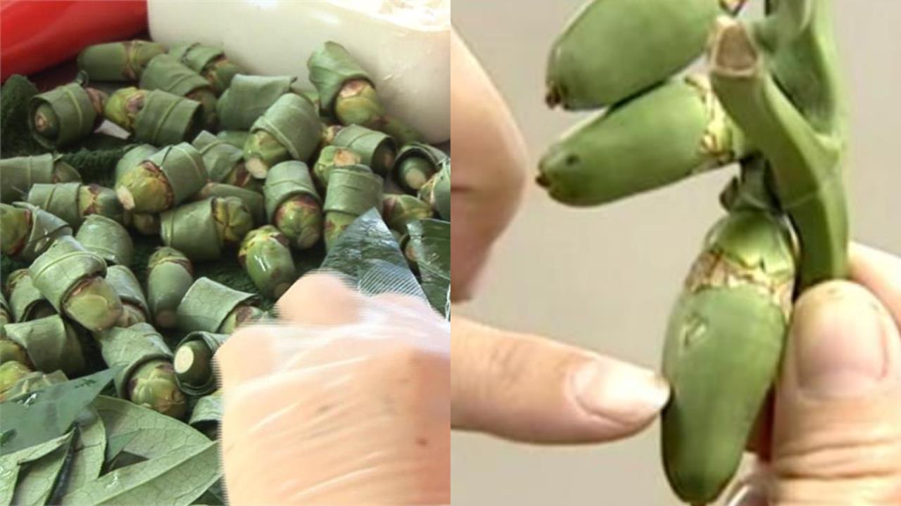 嘉義男吃檳榔「突當場倒地」無呼吸！竟是吃到「變異檳榔王」醫曝恐怖後果