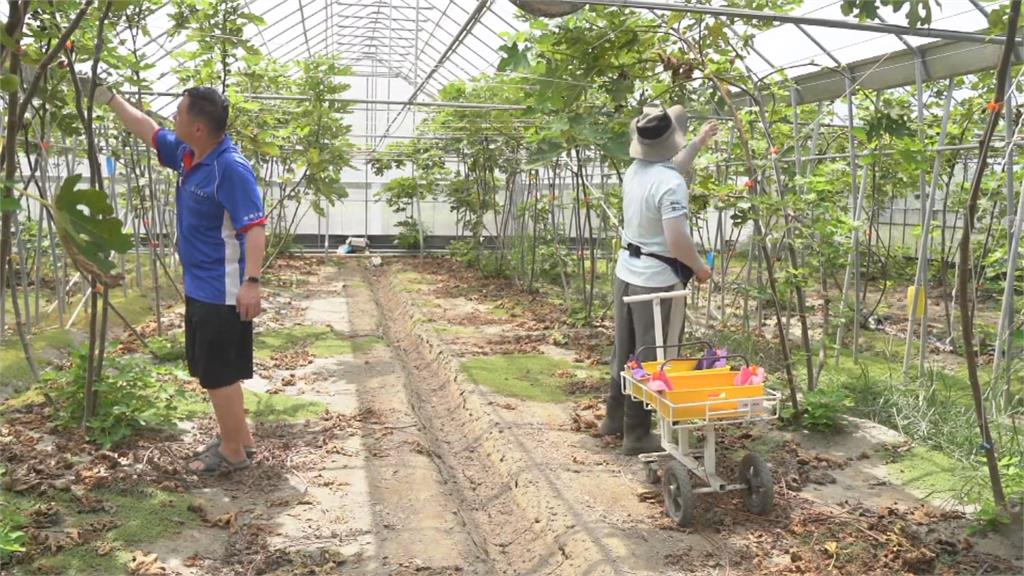 兄弟檔為了罹癌母返鄉務農　打造無花果農場
