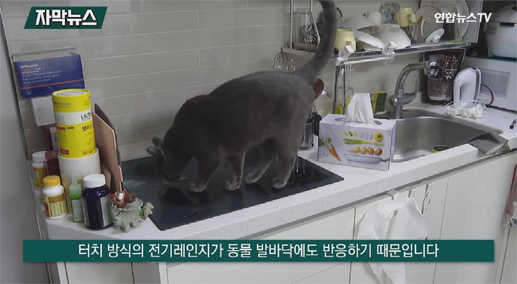 貓咪誤開電爐　首爾市三年內發生逾100起火災