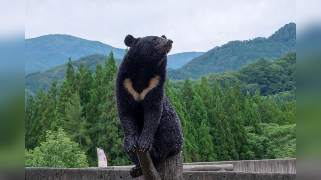 日本冬季熊災仍頻發　專家：野熊冬眠地近人類活動區易驚醒