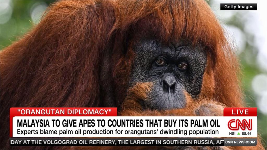 瀕危紅毛猩猩送棕櫚油貿易國　馬來西亞「紅毛猩猩外交」挨環團狂轟