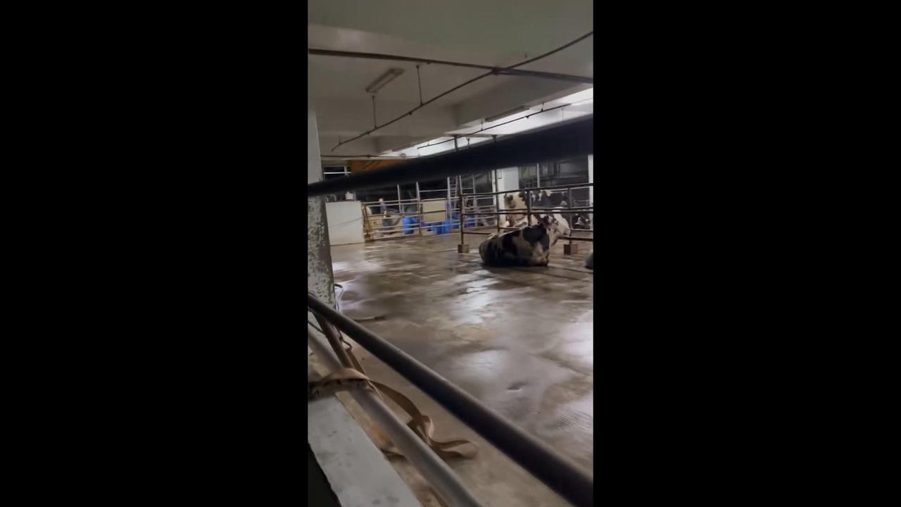 泰山屠宰場偷排廢水"未停工"?  環保局:抗命就法辦