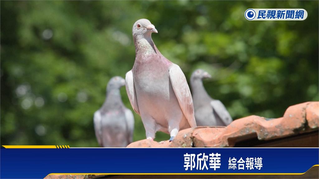歐洲唯一！　法國陸軍保留軍鴿傳統擁逾150隻