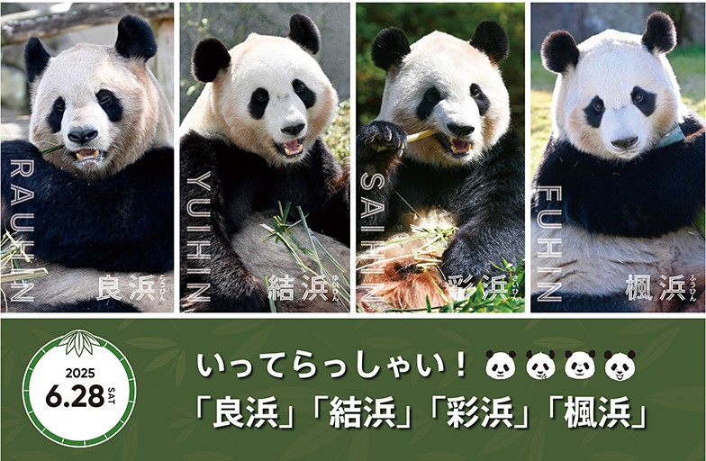 不捨！日本和歌山動物園　４隻貓熊６／２８返還中國