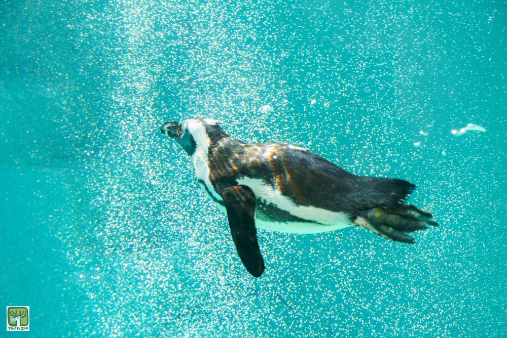 企鵝最愛在水中「飛翔」！動物園曝「最佳觀賞時間點」籲把握時機