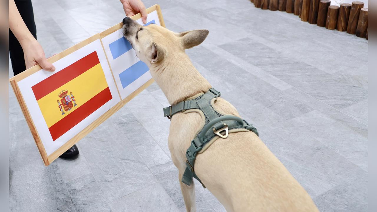 快新聞／世足冠軍賽將來臨！蔡英文愛犬「鳳梨妹」押寶這隊　笑喊一句萌翻全網