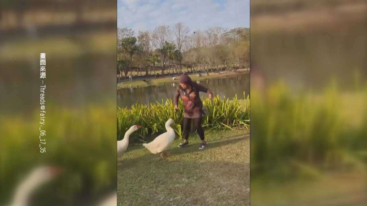 注意！奇美博物館大白鵝成群結隊　遊客想拍照反被追著跑