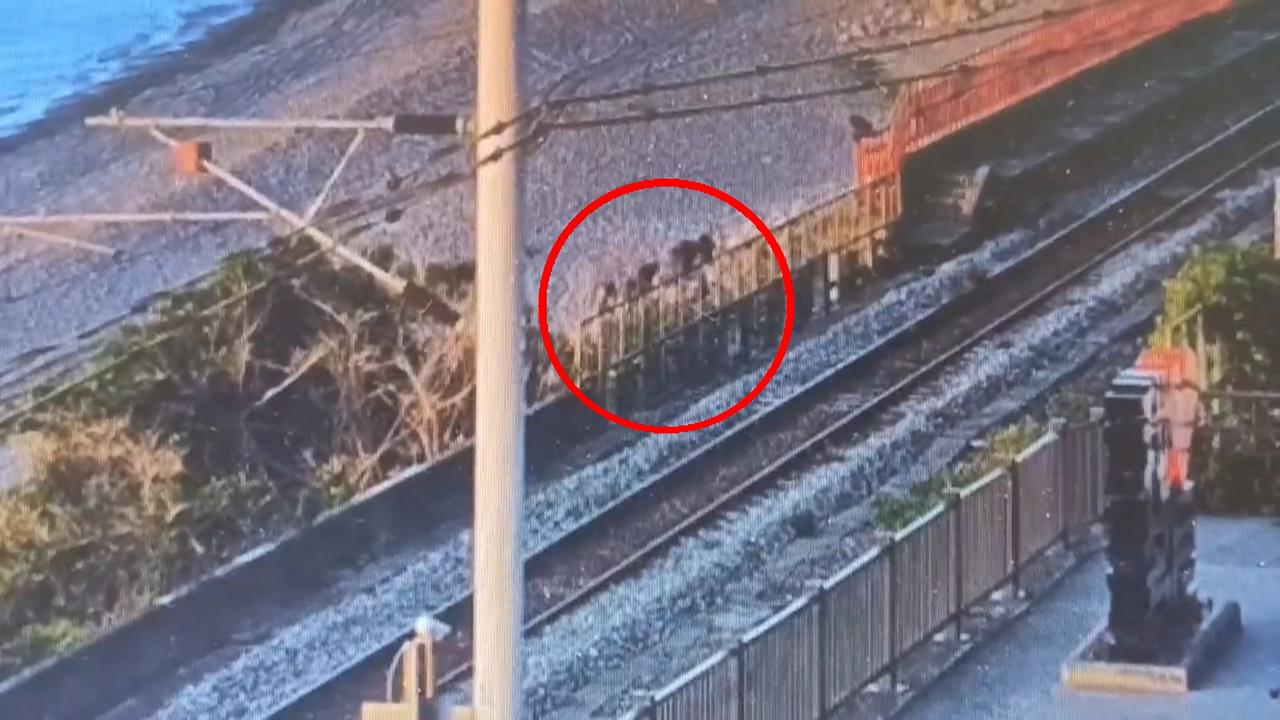 猴群霸占多良車站攤商遭殃 闖鐵軌嬉戲列車頻鳴笛「驅猴」