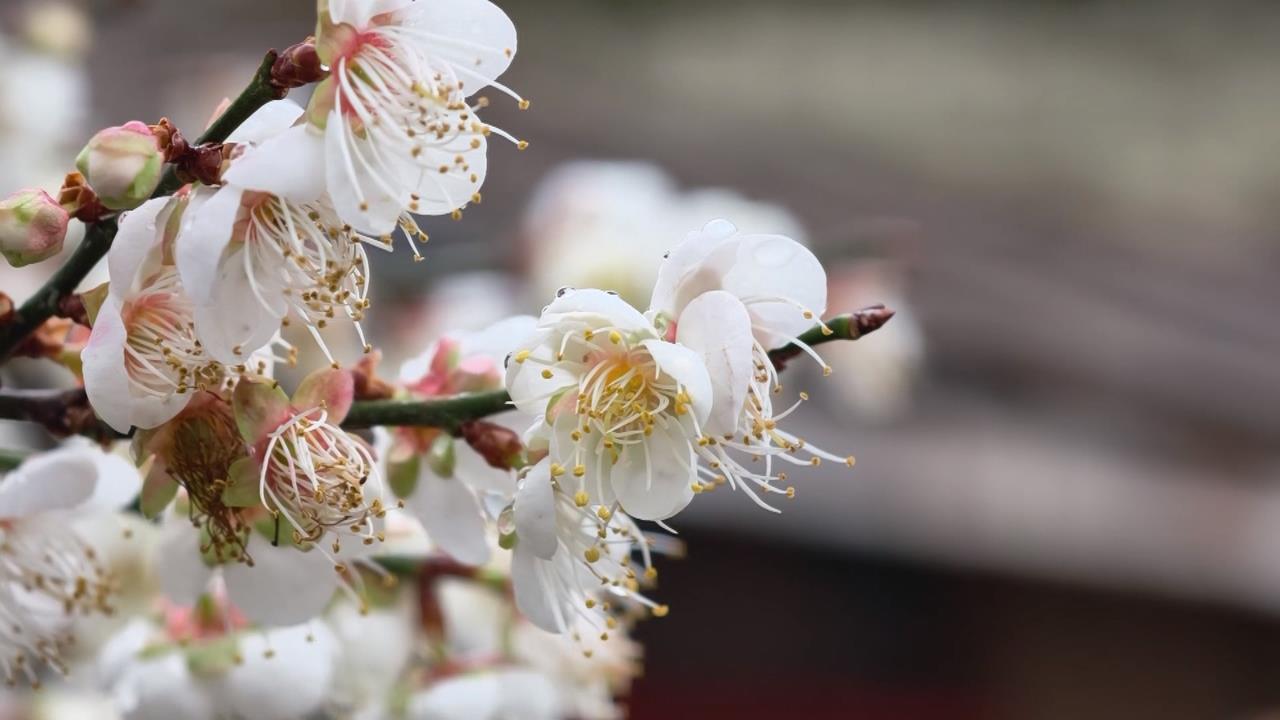 南投信義賞梅亂象！　遊覽車駕駛為過窄彎"拔梅樹"