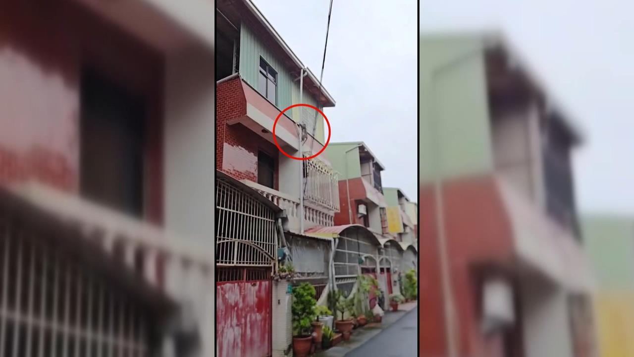 抓不到！獼猴出沒台南住宅區　一見麻醉槍就開溜