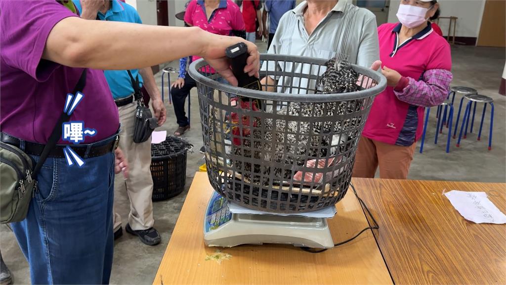 苗栗聖帝廟評比大雞比賽　金屬探測器登場真的有雞叫