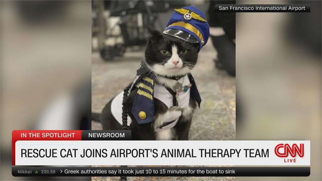 舊金山機場新成員　14歲貓站長加入「療癒小隊」