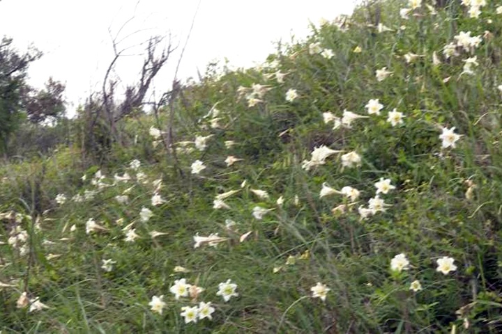 賞花趁現在！苗栗後龍野百合復育有成 秘境限期開放