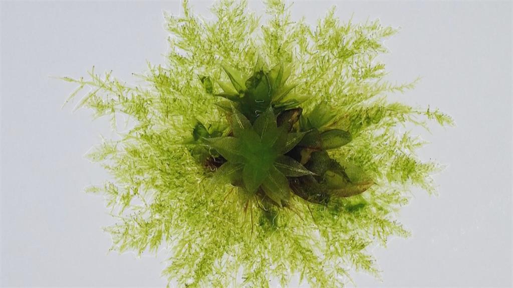 英國研究綠屋頂減碳降溫！　耐旱易長「苔蘚」助減緩都市熱島