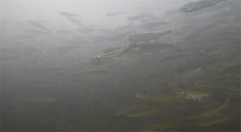 加州河流乾旱高溫　鮭魚也活不下去