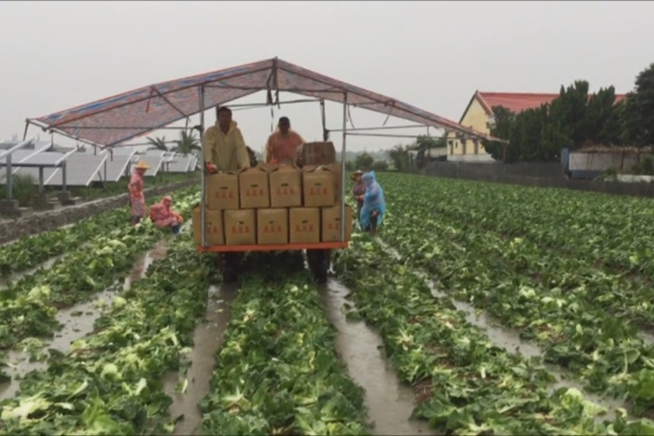 雙颱強降雨損失慘 菜農欲哭無淚