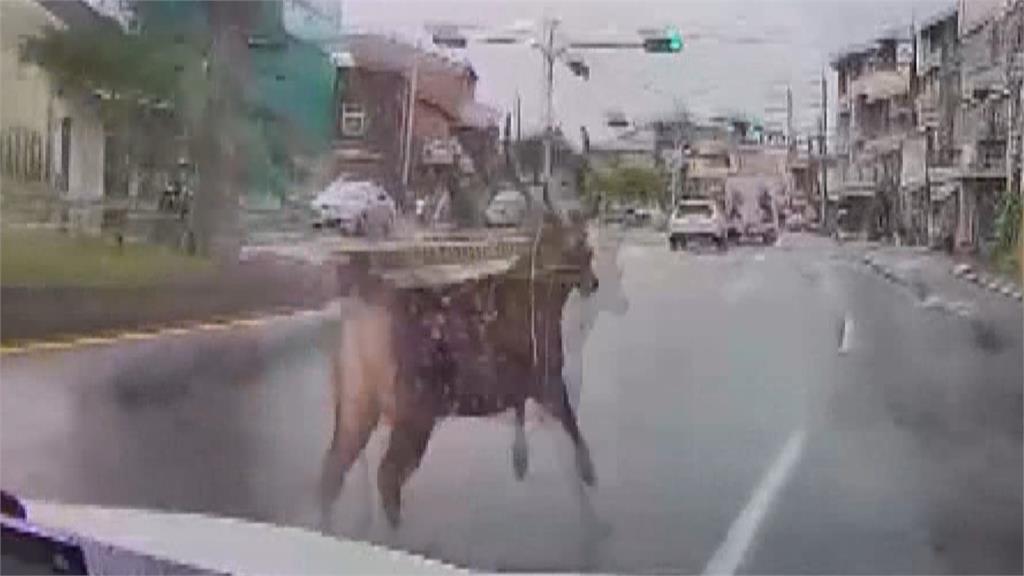 嚇壞！彰化馬路上有鹿　大公鹿跳分隔島衝馬路險遭撞