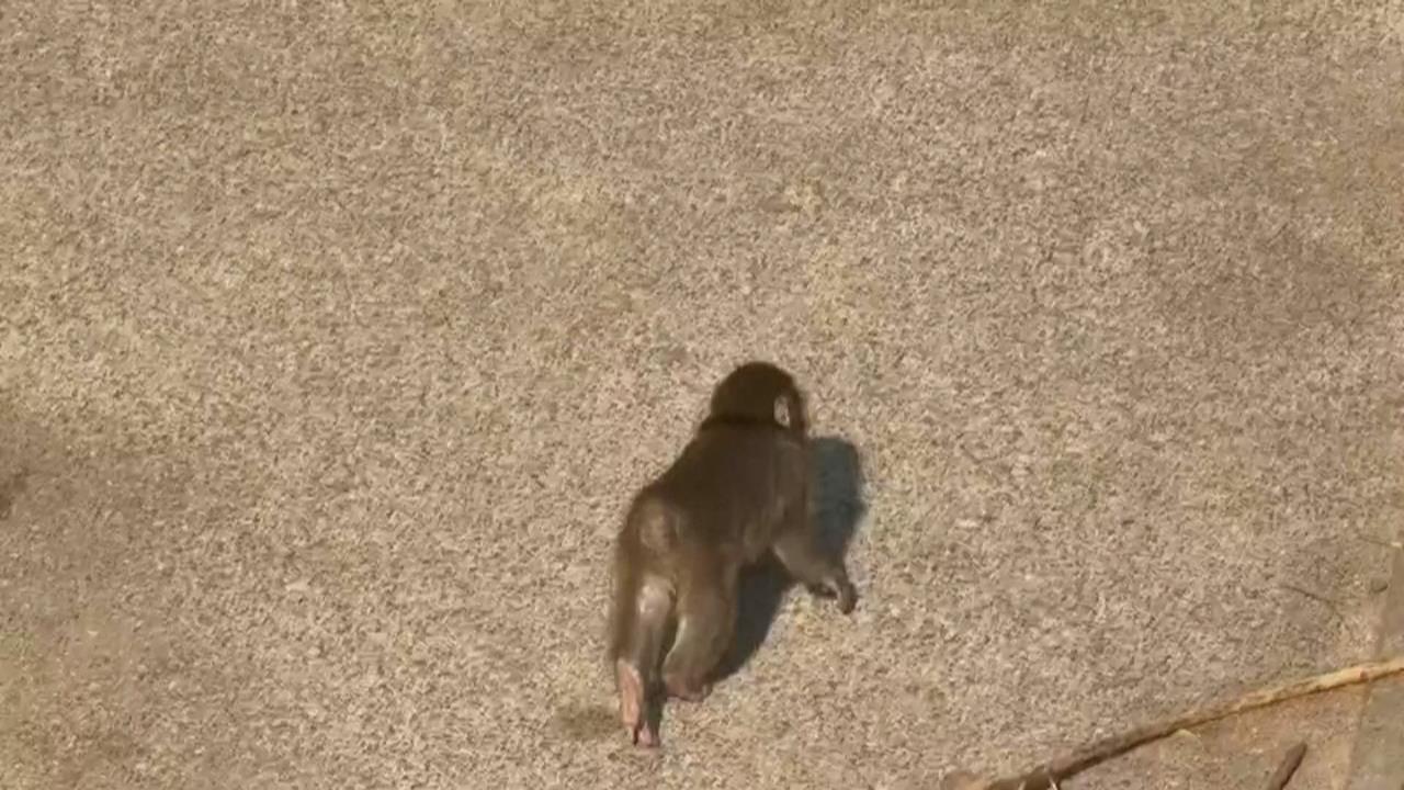 獼猴Panchi「把布偶當媽媽」爆紅！ 美網紅欲開價收購惹議