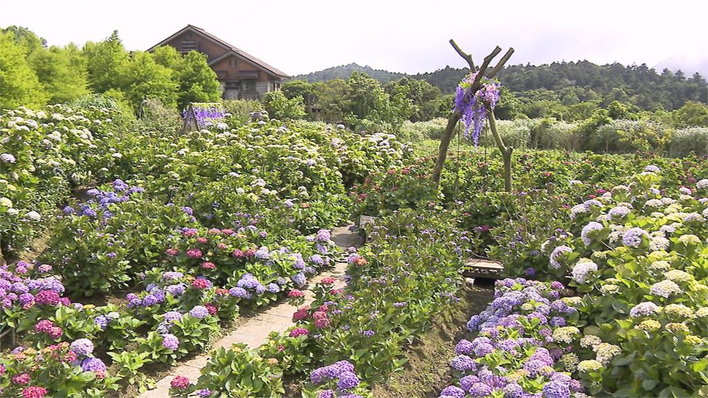 竹子湖繡球花絢麗登場　繽紛花朵+山中雲霧「浪漫爆表」