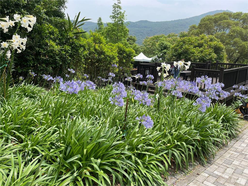 2025年台北山區哪裡玩？8個浪漫花海景觀推薦