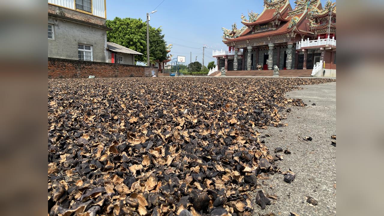 獨家/官田菱角殼變擴香石!農廢變「菱殼炭」 李政憲打造100種炭生活