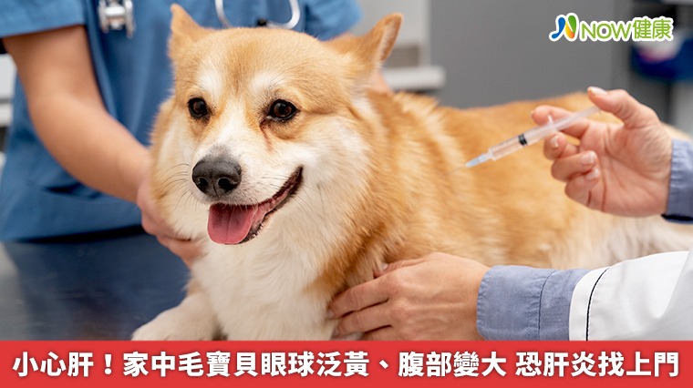 小心肝！家中毛寶貝眼球泛黃、腹部變大　恐肝炎找上門