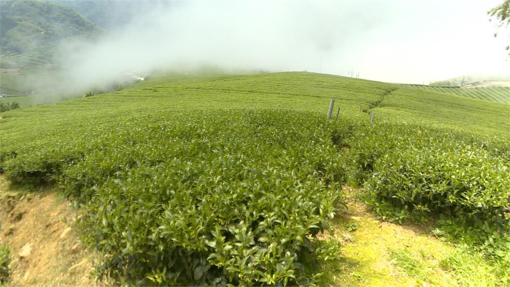 雨量少阿里山春茶產量減  價格上漲至少20%