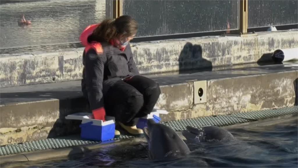 沒人來！全歐洲最大水族館因疫情休館 小企鵝、海豚有感