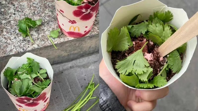 中國速食店推「香菜冰旋風」連賣5天!網一看秒崩潰:挺不下去