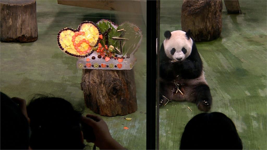 貓熊圓仔6歲生日趴 動物園特製消暑冰蛋糕
