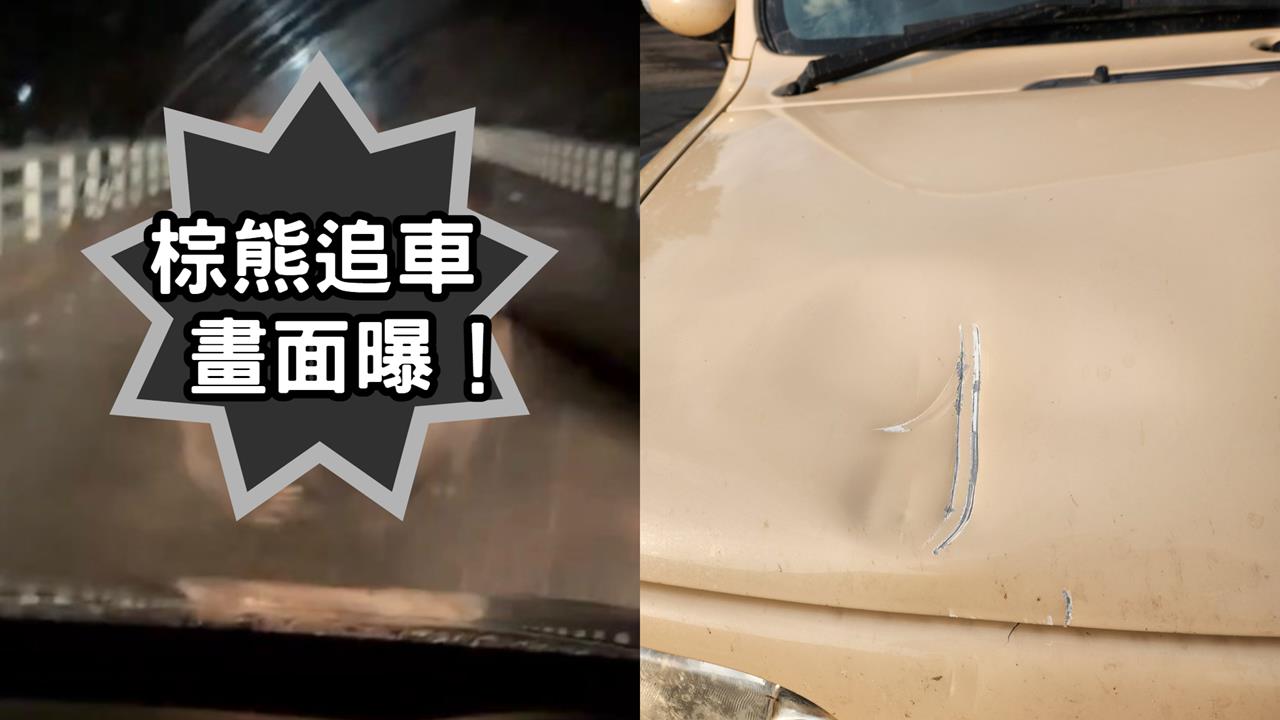 北海道牧場「棕熊V.S.汽車」6秒對決影像曝 引擎蓋被「一掌拍凹」車主倉皇逃!