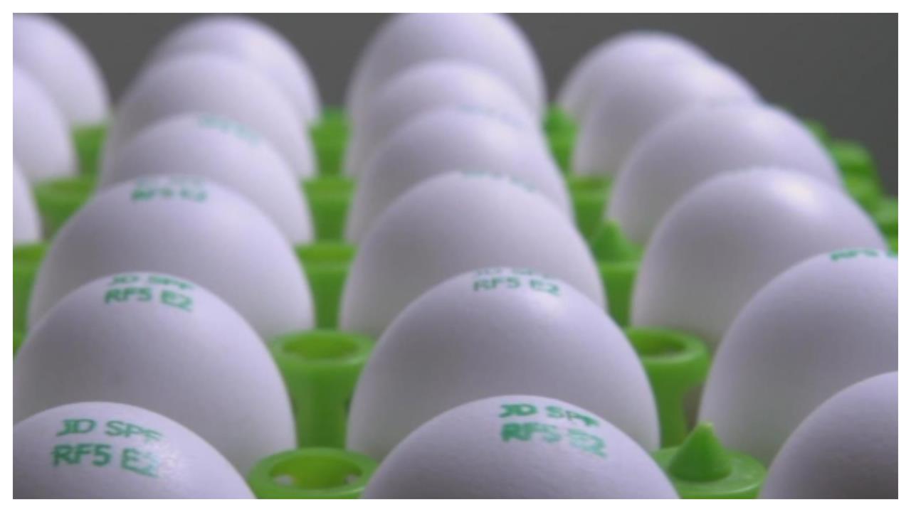 雞蛋洗了更毒？醫曝防沙門氏菌「5原則」一堆人都忽略！